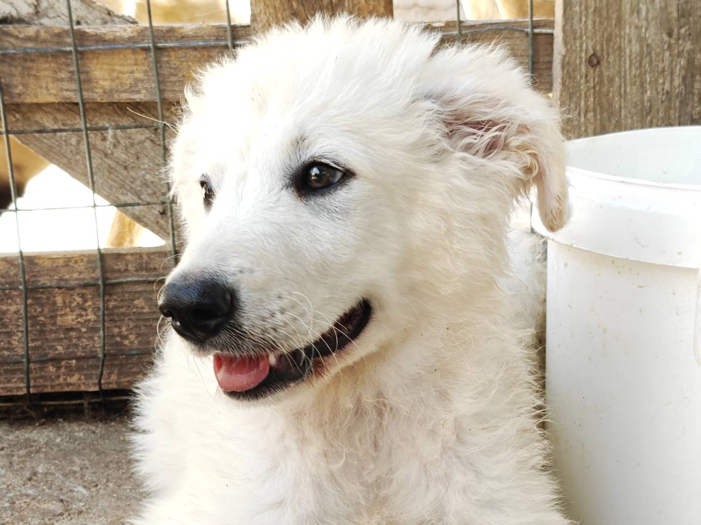 Adotta un cane, maschio, 3 mesi, Trapani