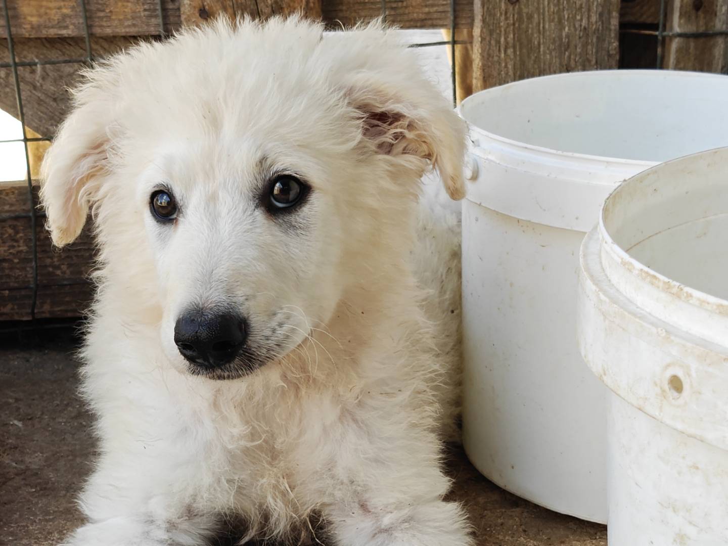 Adotta un cane, taglia grande, maschio, Trapani