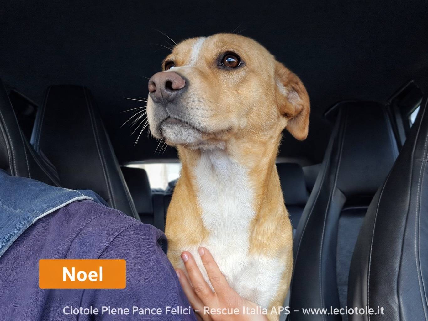 Adozione cane, maschio, Razza sconosciuta Razza sconosciuta, 1 anno, taglia media, Avellino