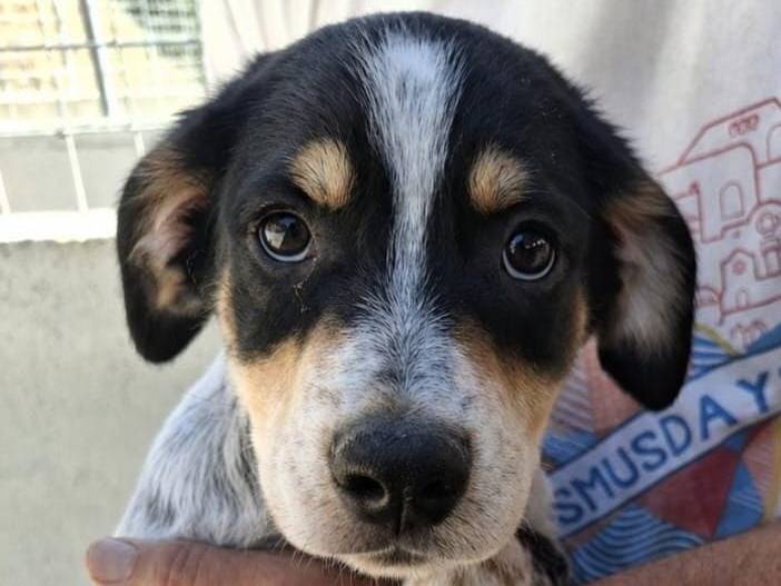 Adozione cane, maschio, Razza sconosciuta Razza sconosciuta, 3 mesi, taglia media, Asti