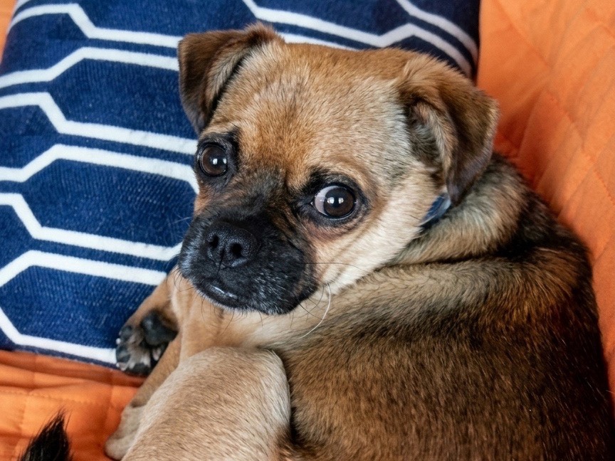 Adozione cane, maschio, Razza sconosciuta Razza sconosciuta, 8 anni e 5 mesi, taglia piccola, Genova