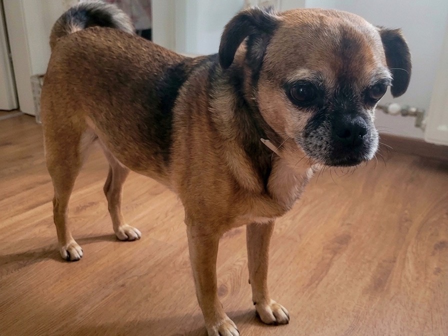 Adotta un cane, maschio, 8 anni e 5 mesi, Genova