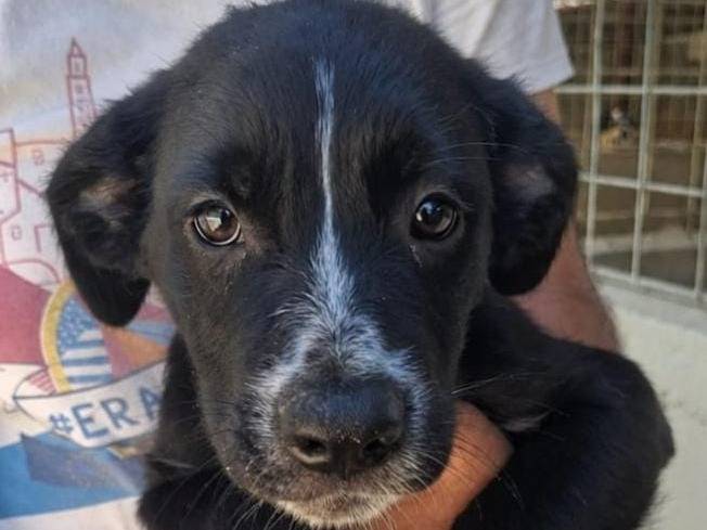Adotta un cane, maschio, 3 mesi, Asti