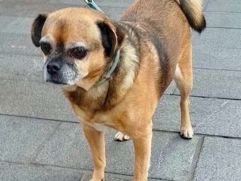Adotta un cane, taglia piccola, maschio, Genova