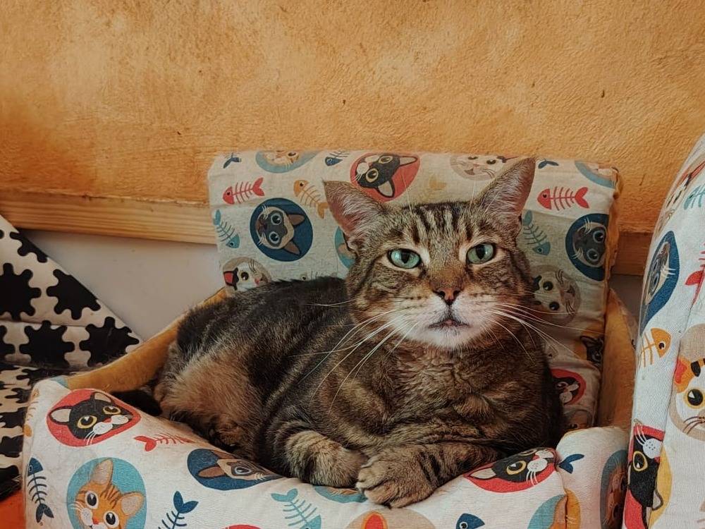 Adozione gatto, maschio, Razza sconosciuta Razza sconosciuta, 15 anni e 6 mesi, taglia non valida, Roma