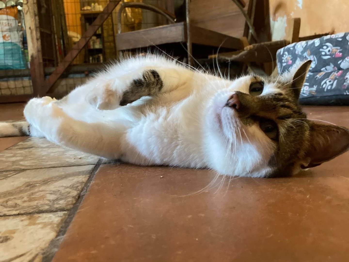 Adozione gatto, femmina, Razza sconosciuta Razza sconosciuta, 4 anni e 5 mesi, taglia non valida, Roma