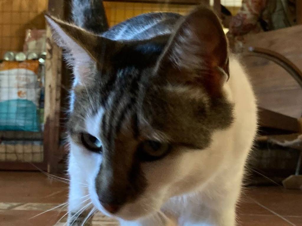 Adotta un gatto, femmina, 4 anni e 5 mesi, Roma