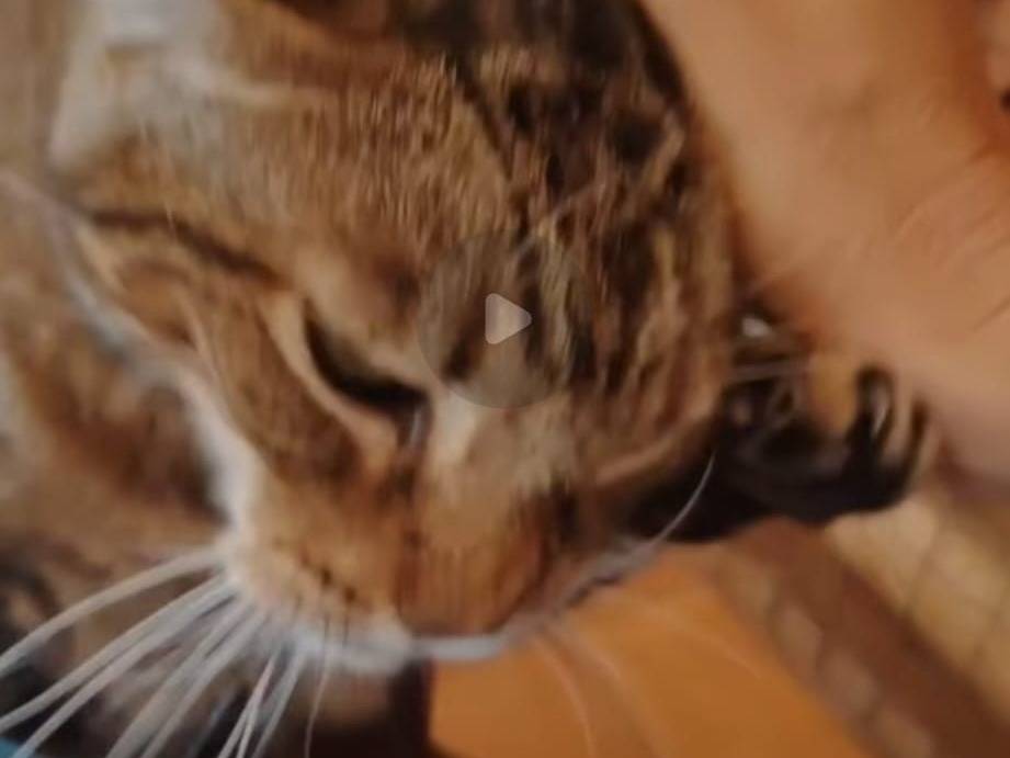 Adotta un gatto, maschio, 15 anni e 6 mesi, Roma