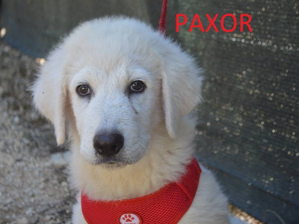Adozione cane, maschio, Pastore maremmano Razza sconosciuta, 3 mesi, taglia gigante, Lecce