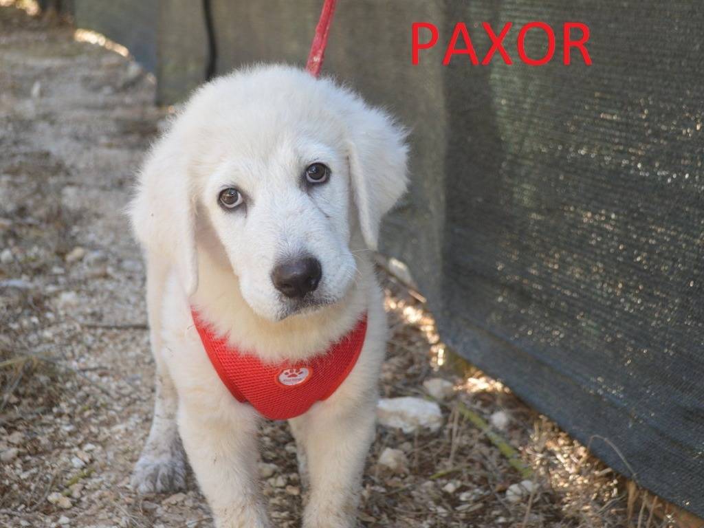 Adotta un cane, maschio, 3 mesi, Lecce