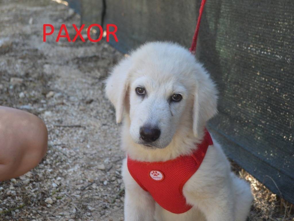 Vuoi adottare un cane a Lecce?