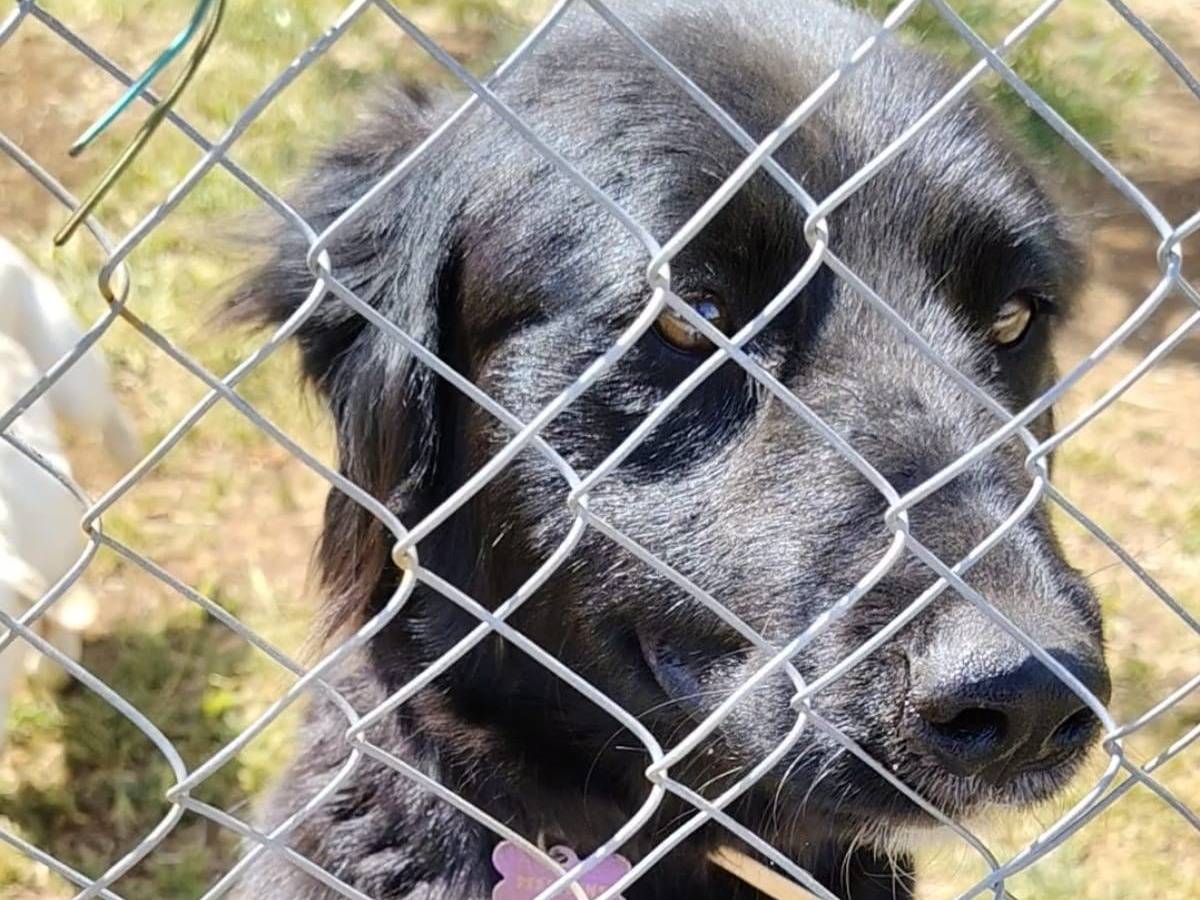 Adotta un cane, femmina, 1 anno e 3 mesi, Roma