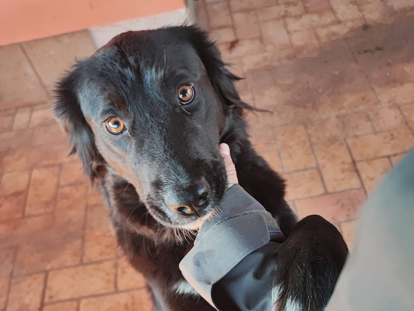 Adotta un cane, taglia media, femmina, Roma