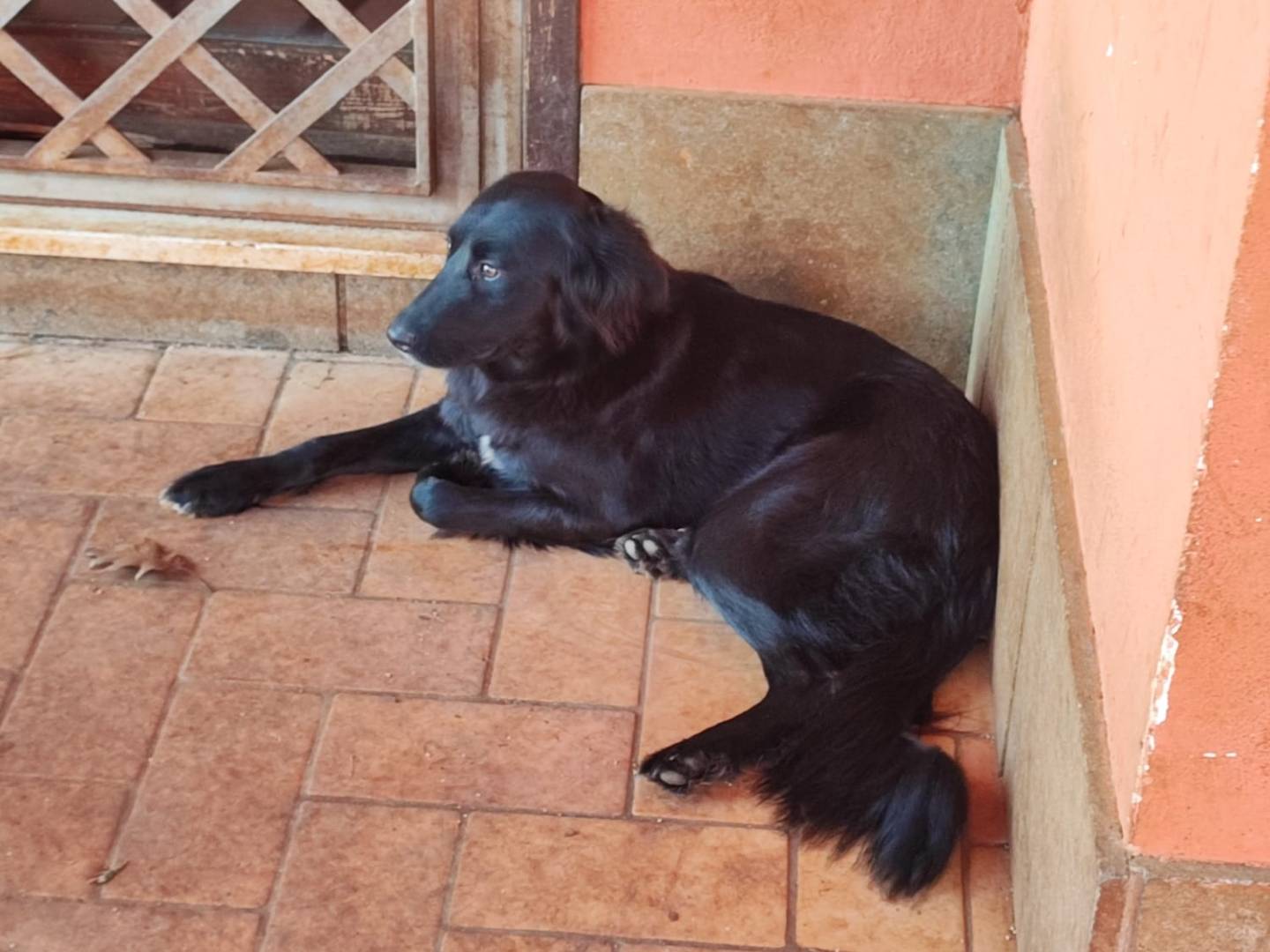 Vuoi adottare un cane a Roma?