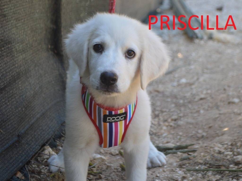 Adozione cane, femmina, Pastore maremmano Razza sconosciuta, 3 mesi, taglia gigante, Lecce