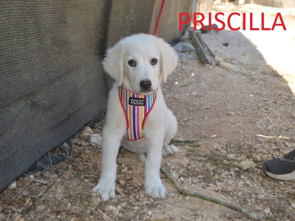 Adotta un cane, femmina, 3 mesi, Lecce