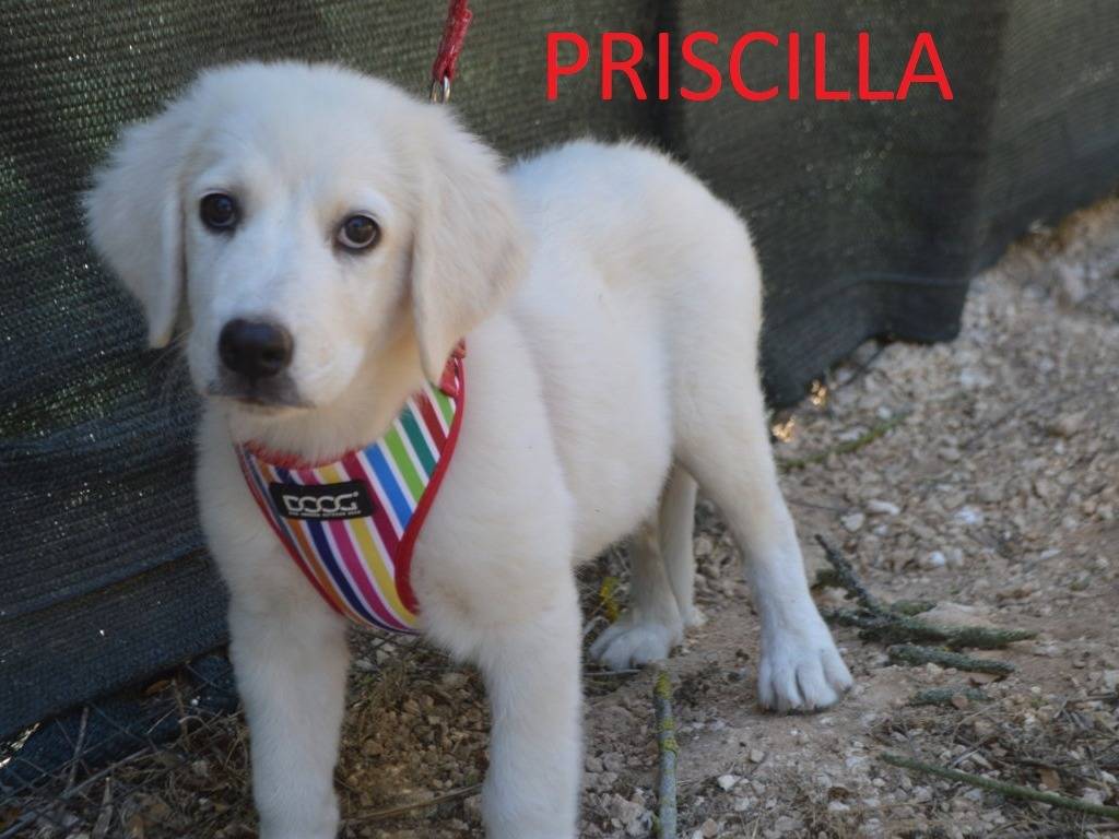 Adotta un cane, taglia gigante, femmina, Lecce