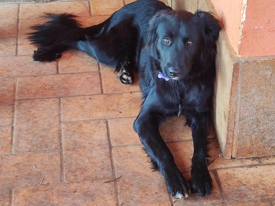 Adozione cane, femmina, Razza sconosciuta Razza sconosciuta, 1 anno e 3 mesi, taglia media, Roma