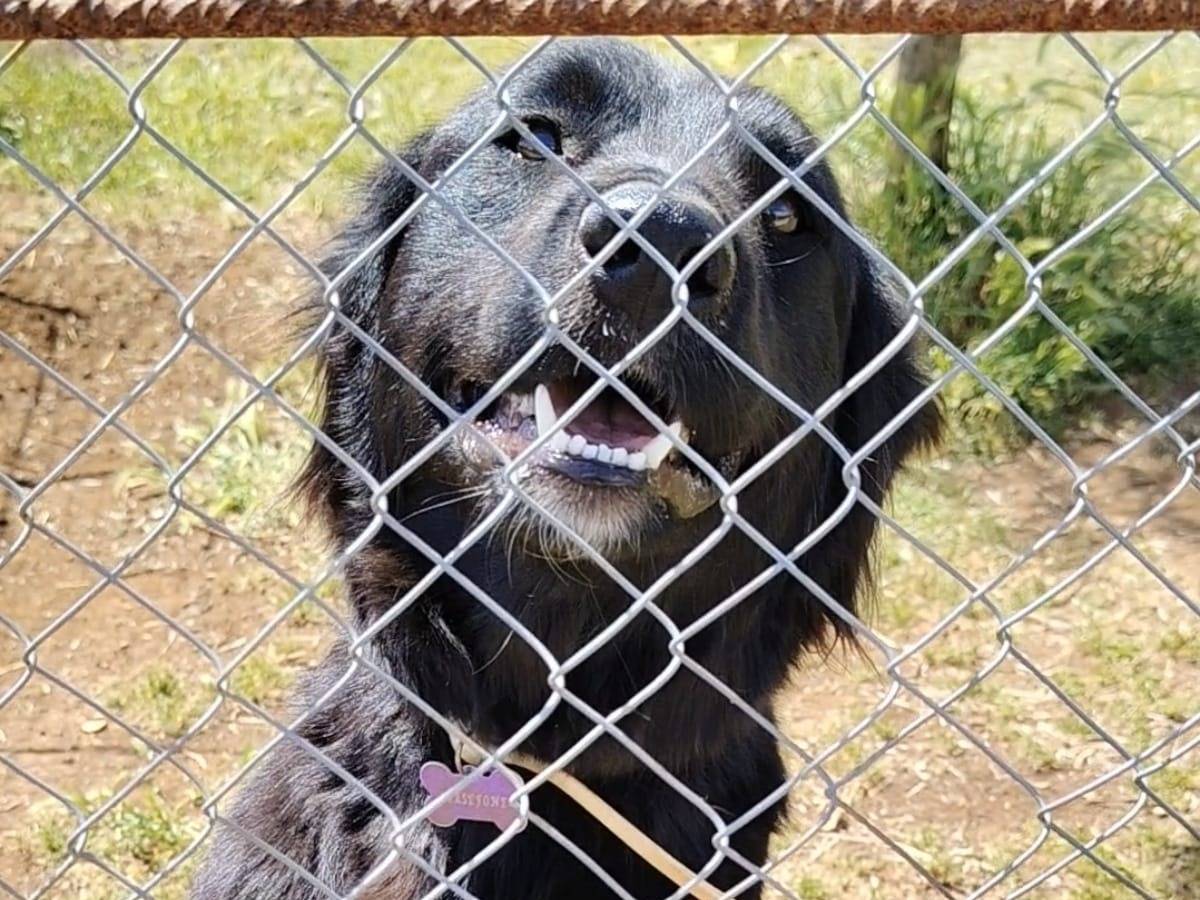 Adotta il cane Penny a Roma