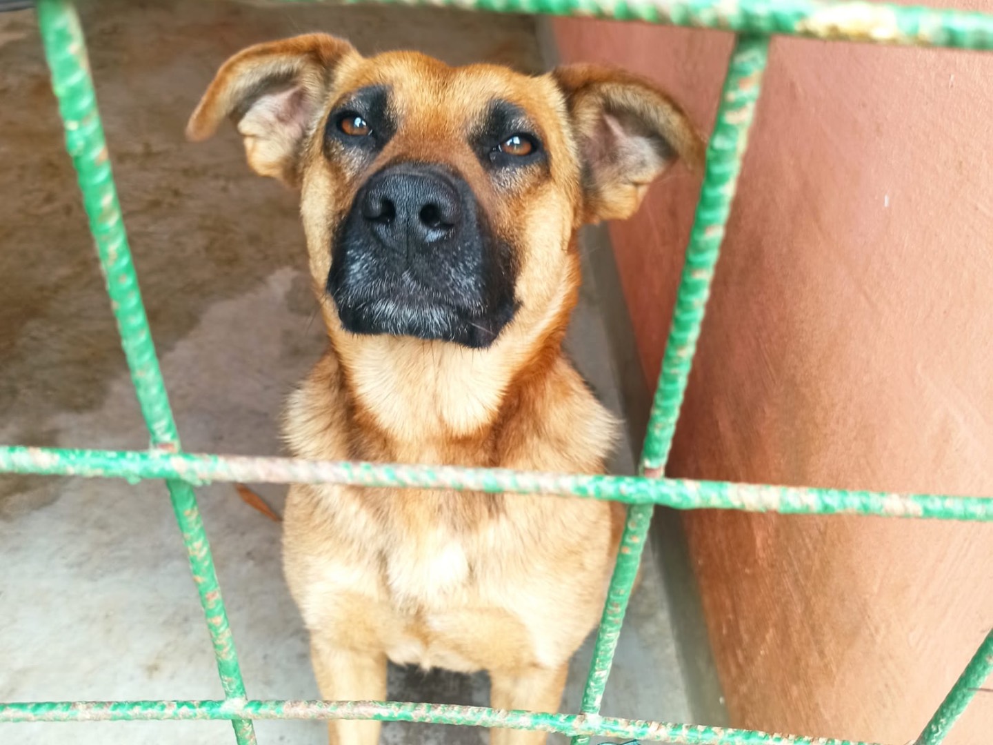 Adozione cane, maschio, Razza sconosciuta Razza sconosciuta, 1 anno e 3 mesi, taglia media contenuta, Roma