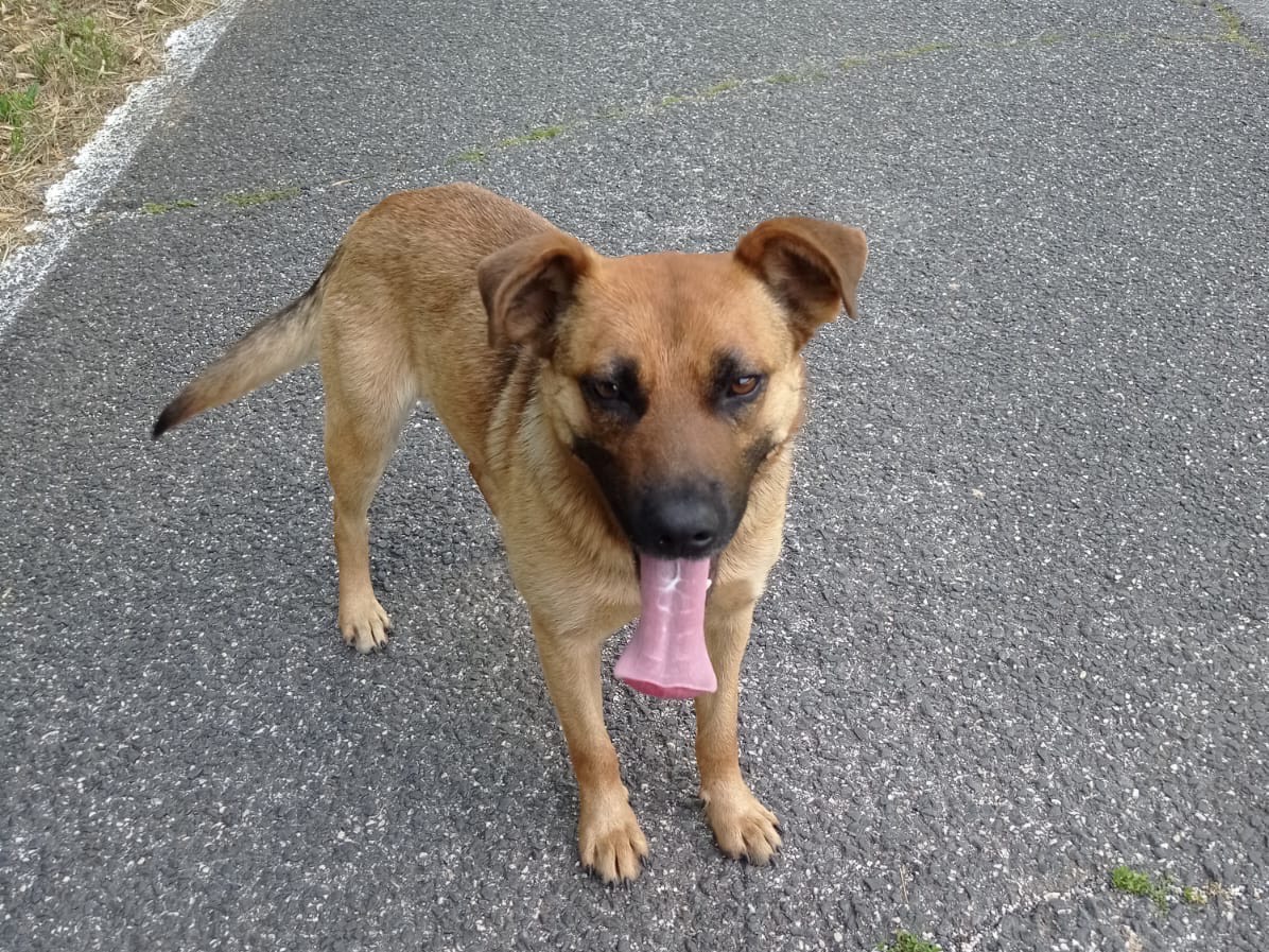 Vuoi adottare un cane a Roma?