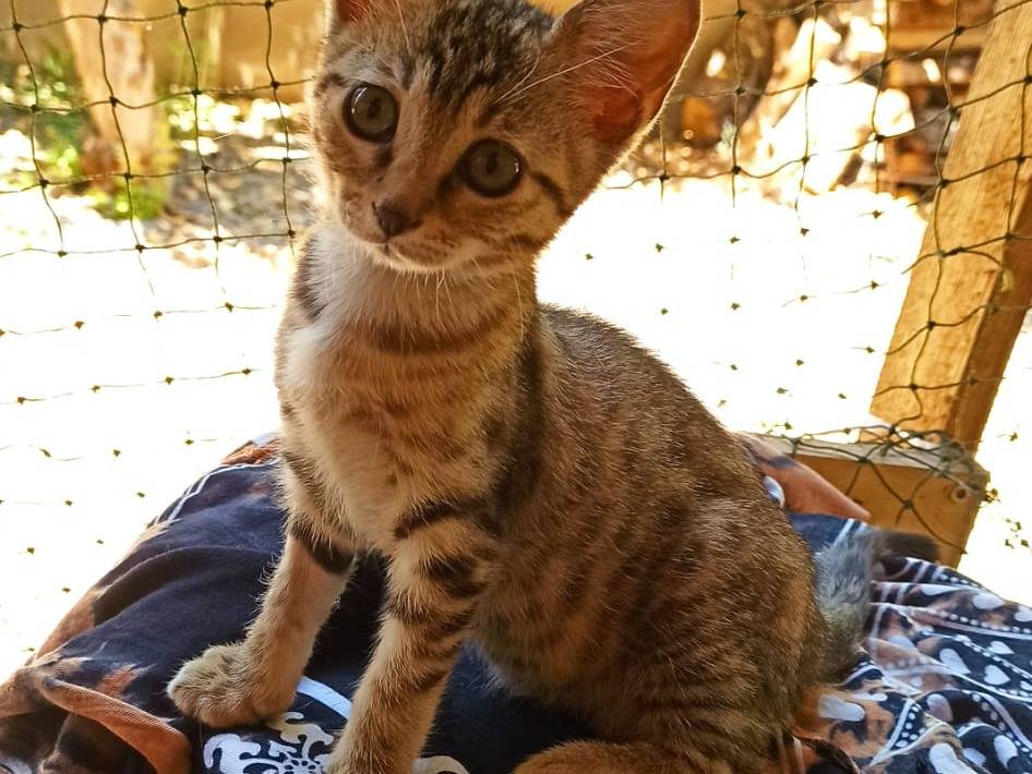 Adozione gatto, femmina, Razza sconosciuta Razza sconosciuta, 2 mesi, taglia non valida, Crotone