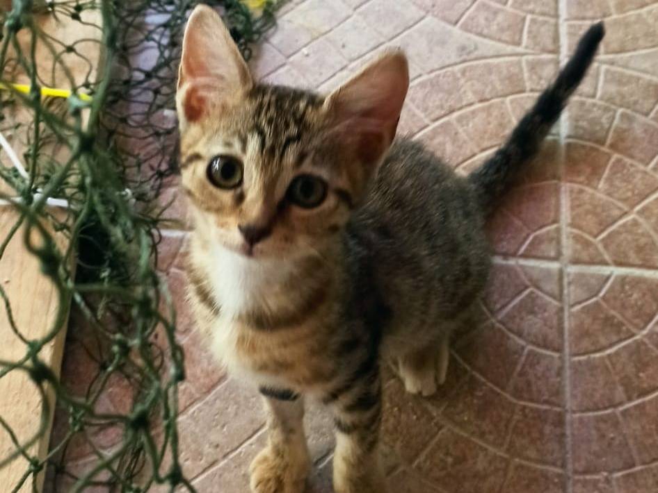 Adotta un gatto, femmina, 2 mesi, Crotone