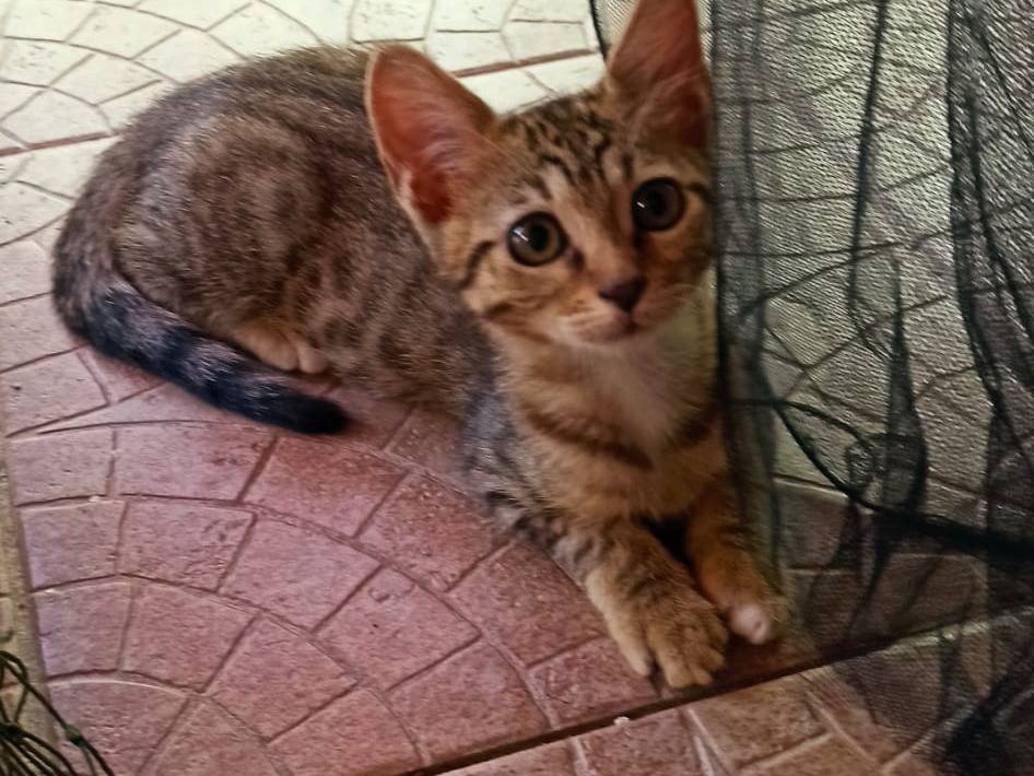 Adotta un gatto, taglia non valida, femmina, Crotone