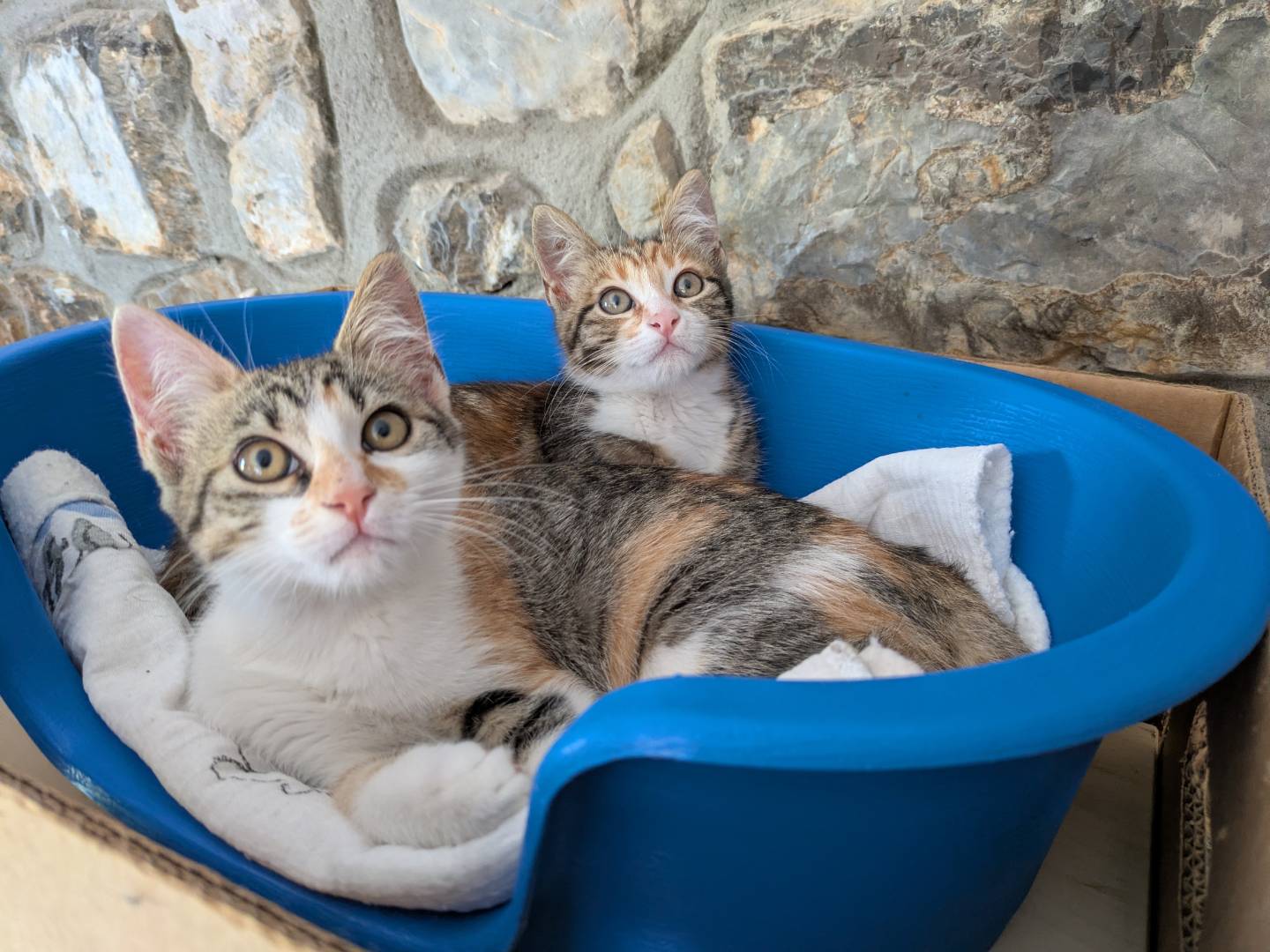 Adozione gatto, maschio, Razza sconosciuta Razza sconosciuta, 4 mesi, taglia non valida, Bergamo