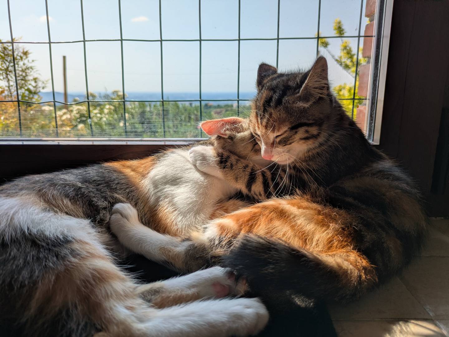 Adotta un gatto, taglia non valida, maschio, Bergamo