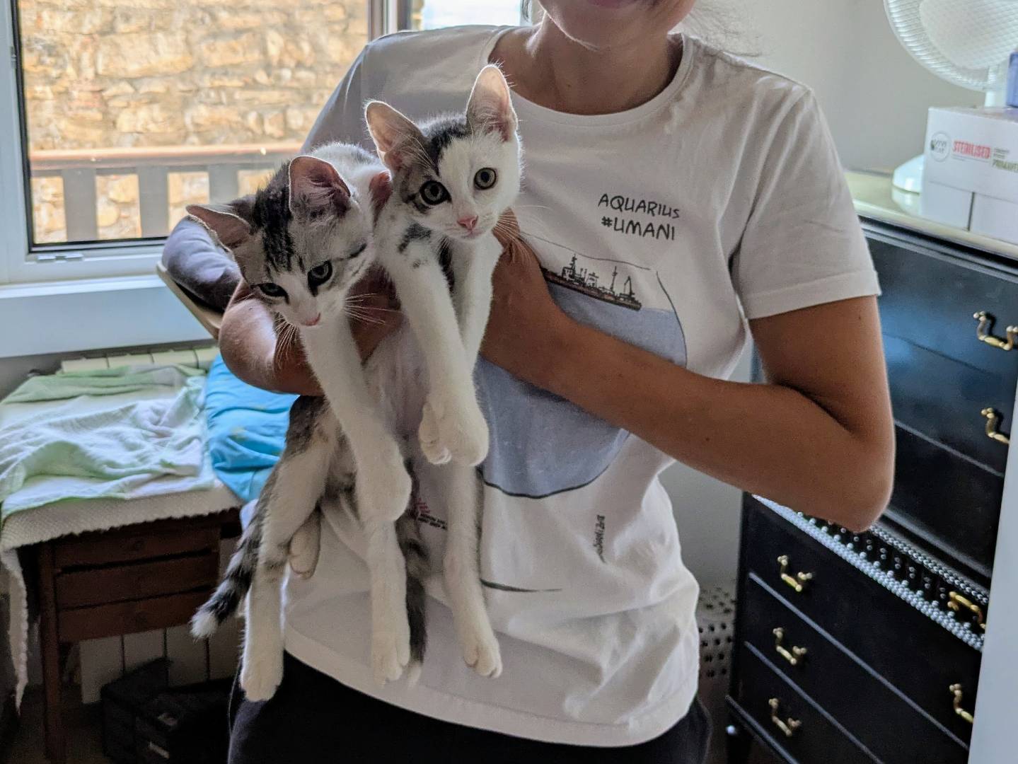 Vuoi adottare un gatto a Bergamo?