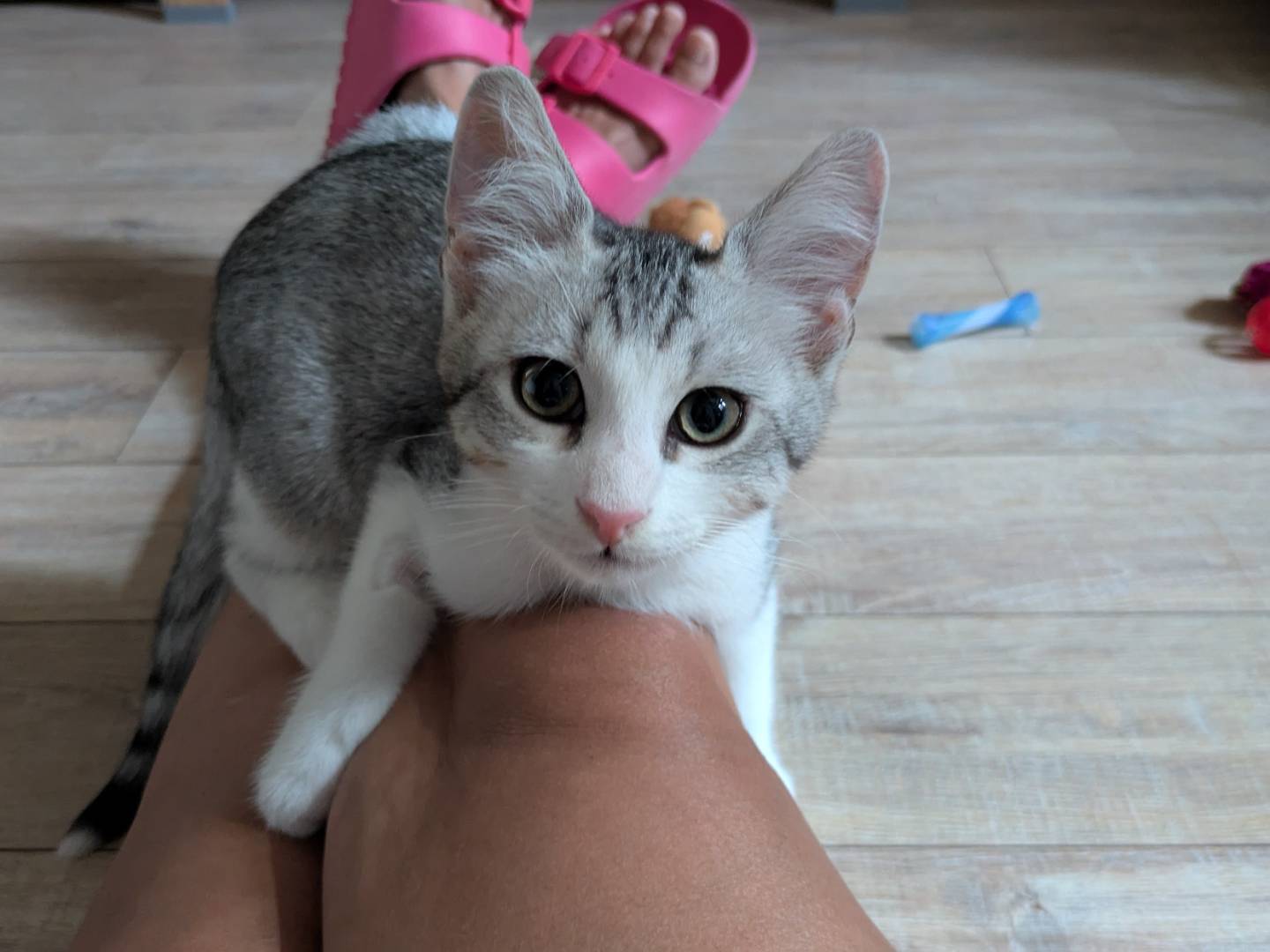 Adotta il gatto Quattro micetti a Bergamo