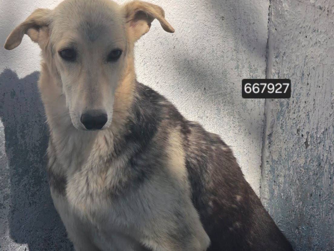 Adozione cane, femmina, Razza sconosciuta Razza sconosciuta, 2 anni e 1 mese, taglia media, Crotone