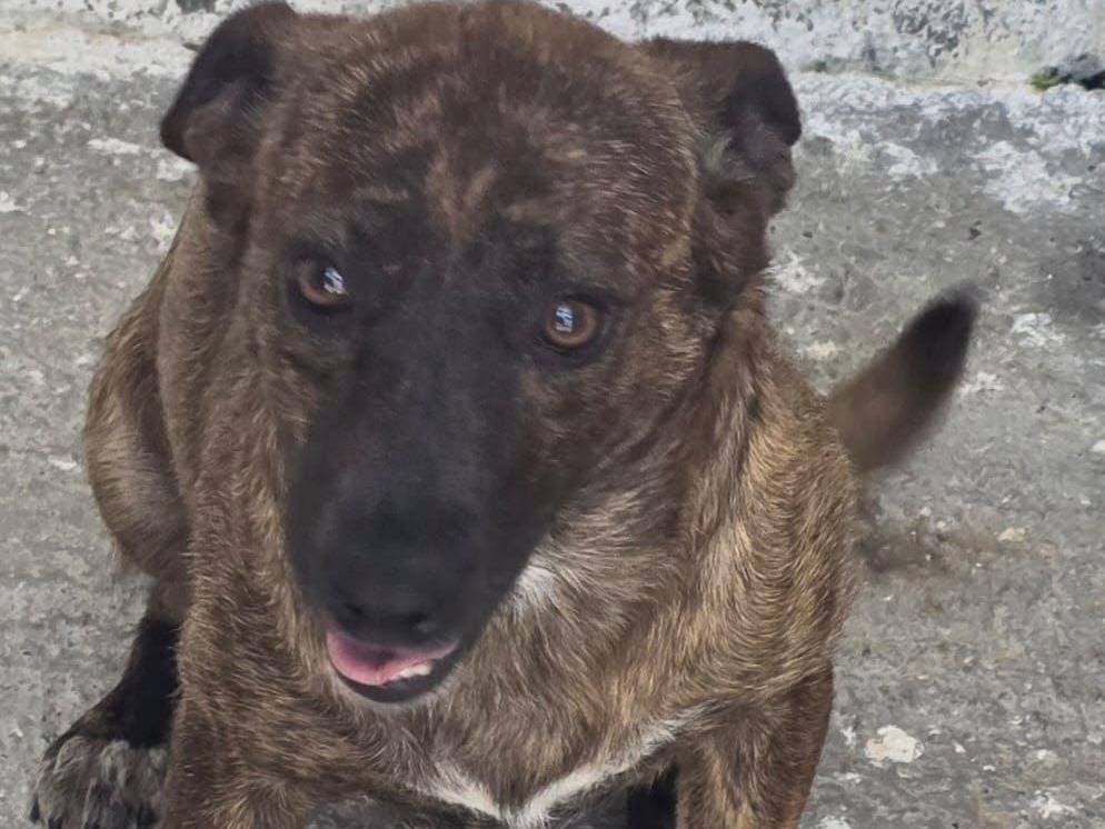 Adozione cane, femmina, Razza sconosciuta Razza sconosciuta, 1 anno e 6 mesi, taglia media contenuta, Crotone