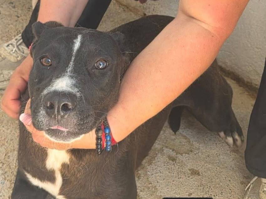 Adozione cane, femmina, Razza sconosciuta Razza sconosciuta, 1 anno e 1 mese, taglia media contenuta, Crotone