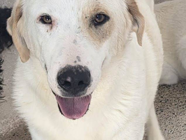 Adozione cane, maschio, Razza sconosciuta Razza sconosciuta, 2 anni e 1 mese, taglia grande, Crotone
