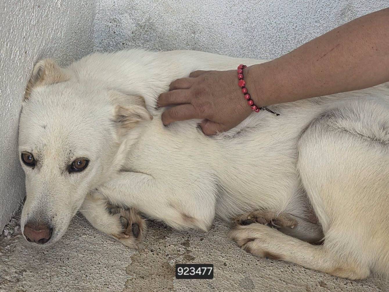 Adozione cane, maschio, Razza sconosciuta Razza sconosciuta, 4 anni, taglia grande, Crotone