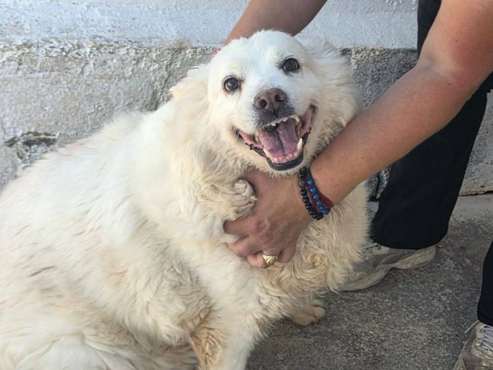 Adozione cane, femmina, Razza sconosciuta Razza sconosciuta, 9 anni e 1 mese, taglia media contenuta, Crotone