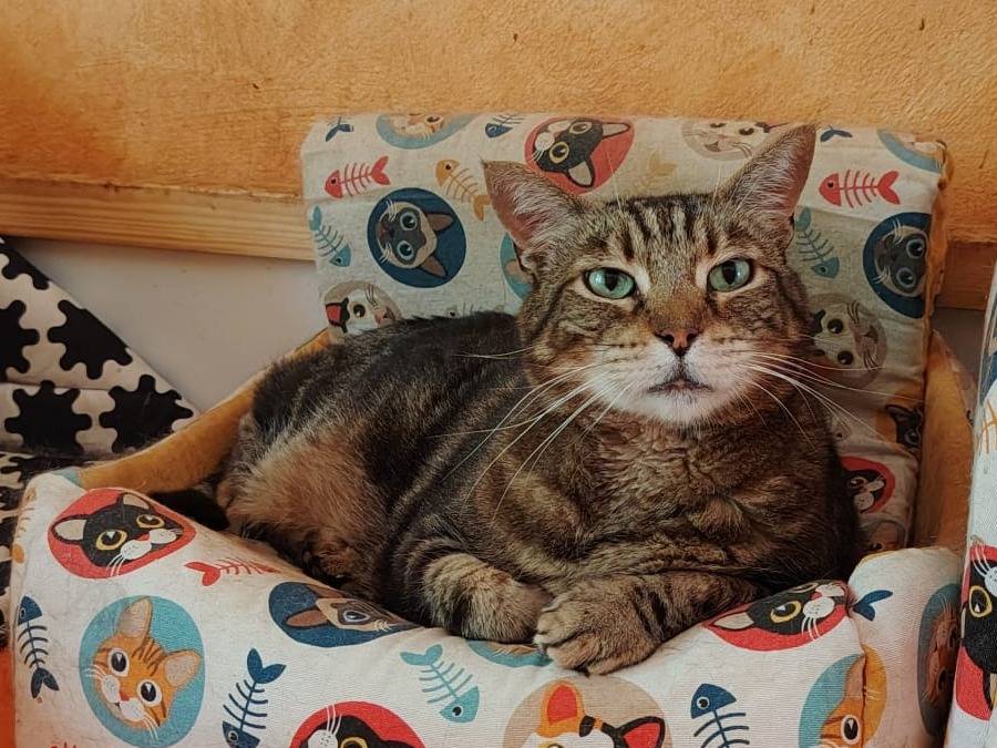 Adozione gatto, maschio, Razza sconosciuta Razza sconosciuta, 15 anni e 6 mesi, taglia non valida, Roma