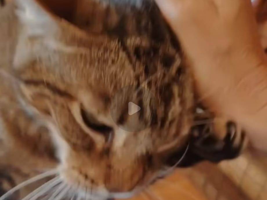 Adotta un gatto, maschio, 15 anni e 6 mesi, Roma