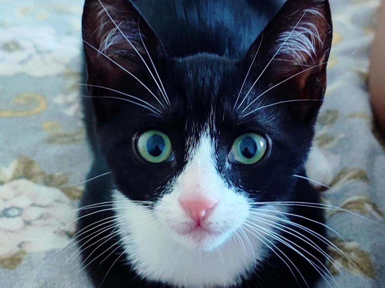 Adozione gatto, femmina, Razza sconosciuta Razza sconosciuta, 3 mesi, taglia non valida, Milano