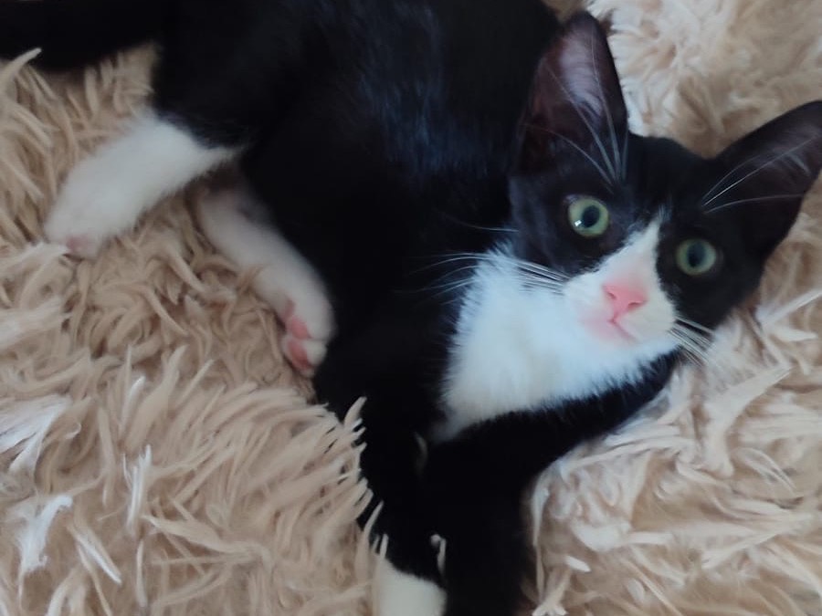 Adotta un gatto, femmina, 3 mesi, Milano