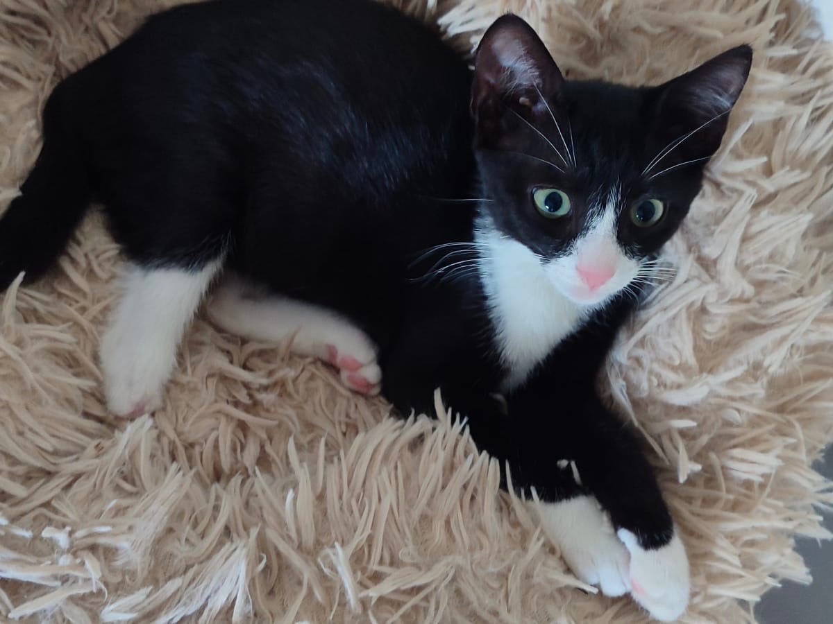 Adotta un gatto, taglia non valida, femmina, Milano