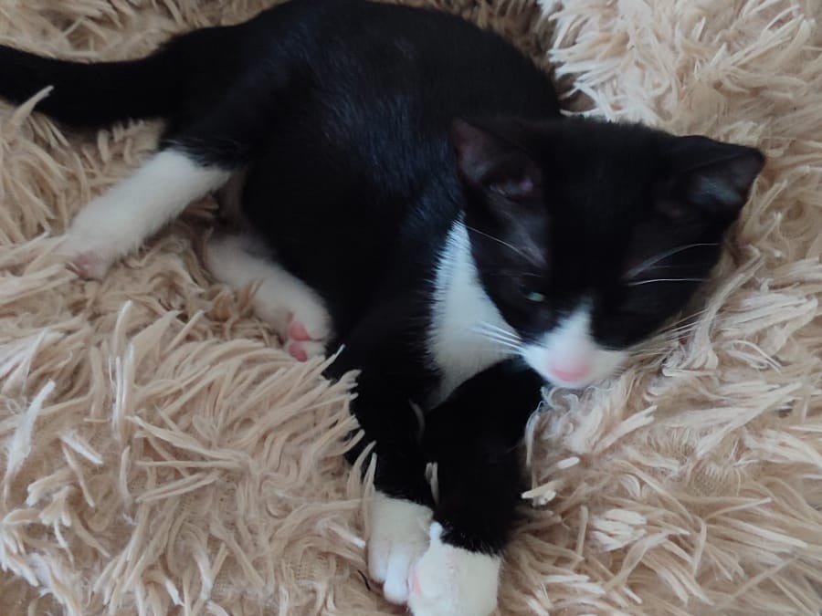 Vuoi adottare un gatto a Milano?