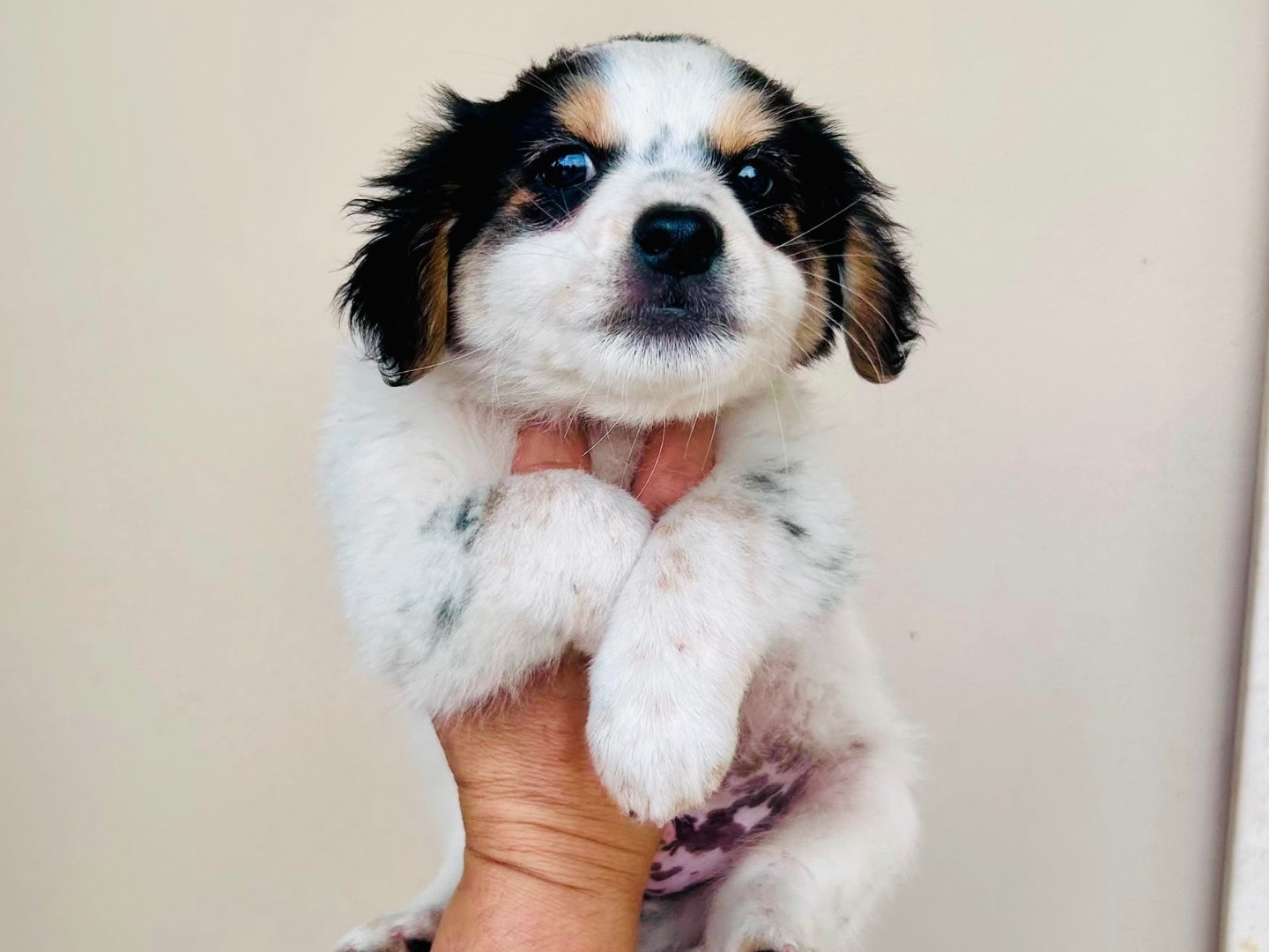 Adozione cane, maschio, Razza sconosciuta Razza sconosciuta, 3 mesi, taglia piccola, Frosinone