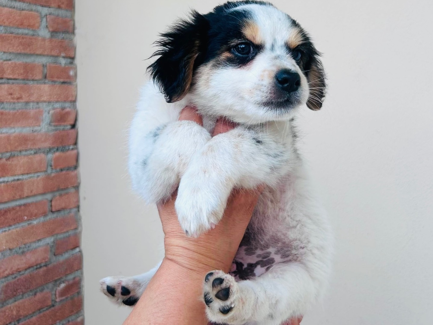 Adotta un cane, maschio, 3 mesi, Frosinone