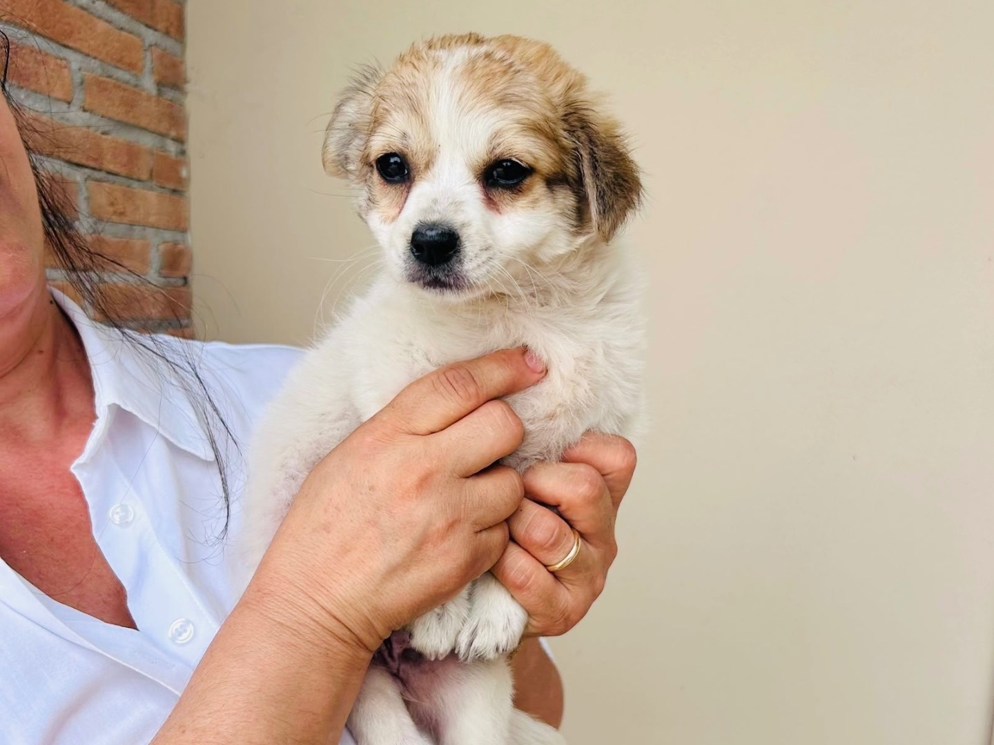 Adozione cane, femmina, Razza sconosciuta Razza sconosciuta, 3 mesi, taglia piccola, Frosinone