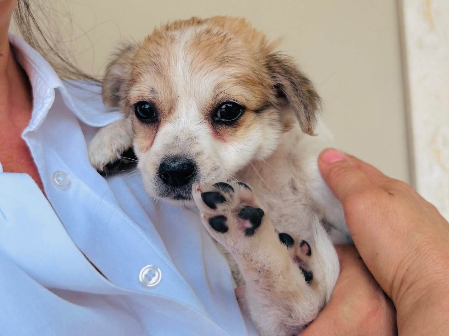 Adotta un cane, femmina, 3 mesi, Frosinone