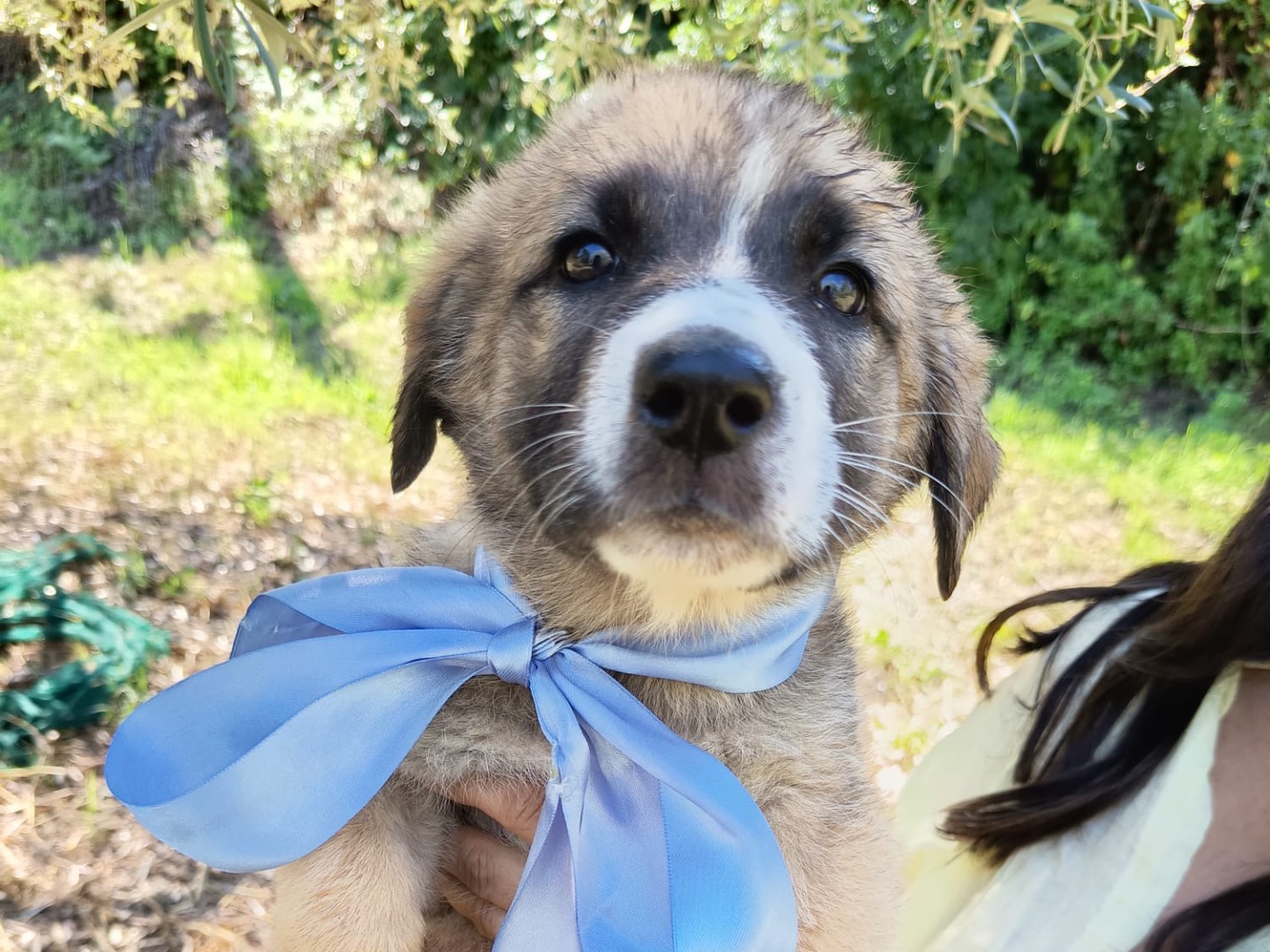 Adozione cane, femmina, Pastore tedesco Razza sconosciuta, 3 mesi, taglia media, Frosinone