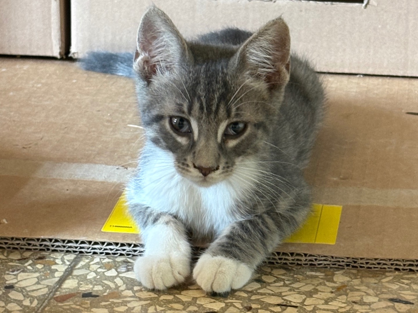 Adotta un gatto, maschio, 2 mesi, Siracusa